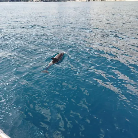船上ホテル Dolphins Tour Trinacria Escursioni *