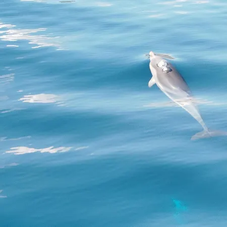 船上ホテル Dolphins Tour Trinacria Escursioni *