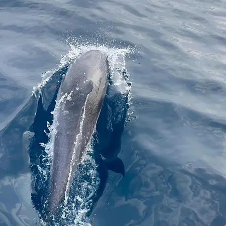 Dolphins Tour Trinacria Escursioni 船上ホテル ジャルディーニ・ナクソス
