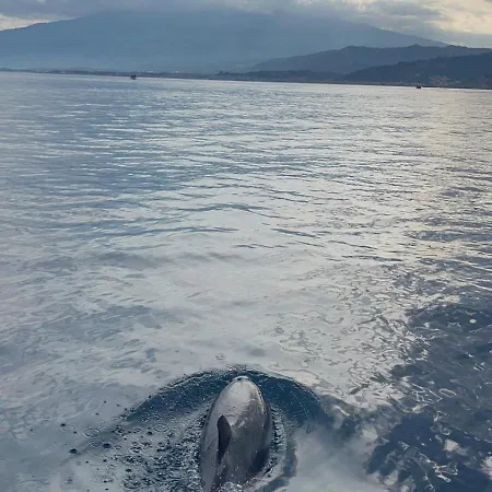 Dolphins Tour Trinacria Escursioni 船上ホテル